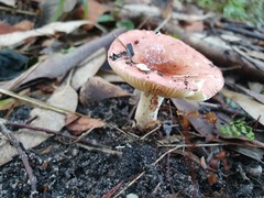 Russula persanguinea
