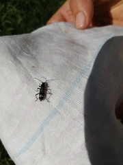 Chlorophorus figuratus