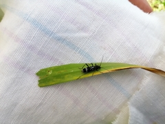 Chlorophorus figuratus