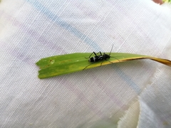 Chlorophorus figuratus