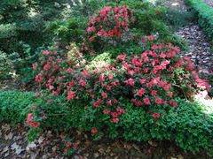 Rhododendron kaempferi