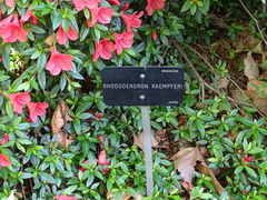 Rhododendron kaempferi