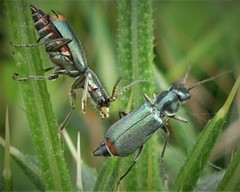 Clanoptilus geniculatus