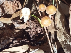 Amanita xanthocephala
