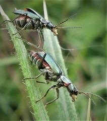 Clanoptilus geniculatus