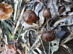 Armillaria novae-zelandiae