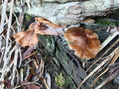Armillaria novae-zelandiae