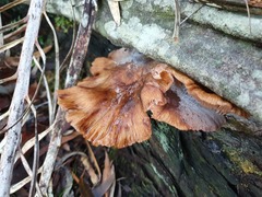Armillaria novae-zelandiae