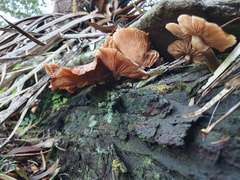 Armillaria novae-zelandiae