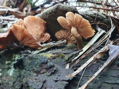 Armillaria novae-zelandiae