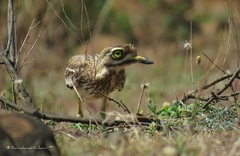 Burhinus indicus