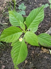 Impatiens parviflora