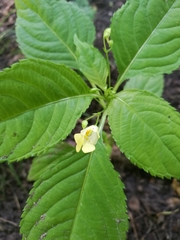 Impatiens parviflora