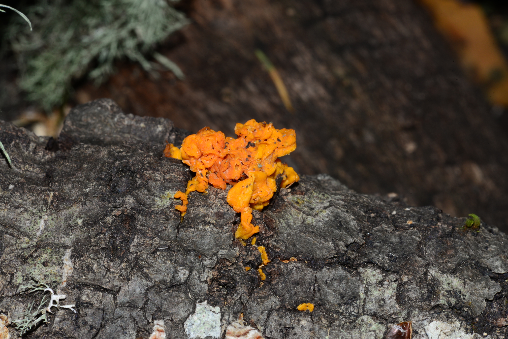 Tremella aurantia image