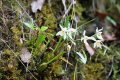 Coelogyne corymbosa