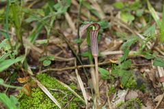 Arisaema nepenthoides