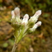 Antennaria parlinii - Photo (c) Colin Chapman-Lam, algunos derechos reservados (CC BY-NC), uploaded by Colin Chapman-Lam