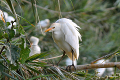 Bubulcus ibis