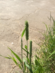 Phleum pratense