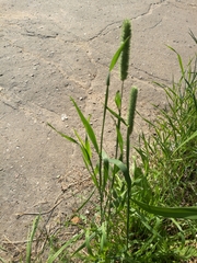 Phleum pratense