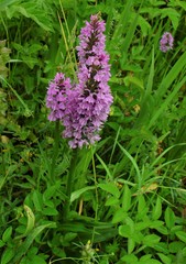 Dactylorhiza × grandis
