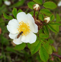 Rosa arvensis