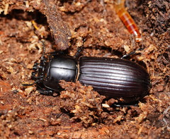 Aulacocyclus edentulus