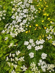 Anthriscus sylvestris