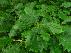 Quercus × rosacea