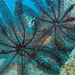 Spinose Feather Star - Photo (c) Anne Hoggett, some rights reserved (CC BY-NC), uploaded by Anne Hoggett