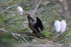 Microcarbo africanus