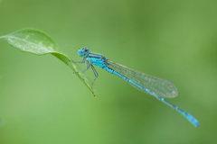 Paracercion v-nigrum