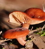 Lactarius eucalypti - Photo (c) Reiner Richter, some rights reserved (CC BY-NC-SA), uploaded by Reiner Richter