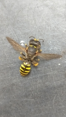 Apoidea