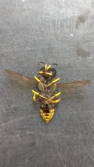 Apoidea