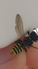 Apoidea