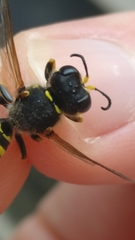 Apoidea
