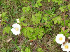 Rosa arvensis