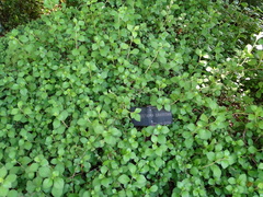 Ceratostigma griffithii