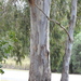 Eucalyptus tereticornis tereticornis - Photo (c) Greg Tasney, some rights reserved (CC BY-SA), uploaded by Greg Tasney