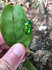 Calliphara excellens