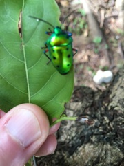 Calliphara excellens
