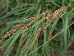 Sorghum nitidum