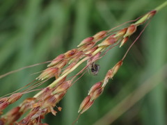 Sorghum nitidum