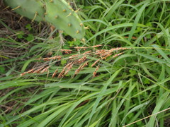 Sorghum nitidum