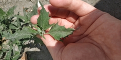 Chenopodium