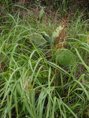 Sorghum nitidum