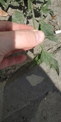 Chenopodium