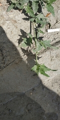 Chenopodium
