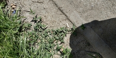 Chenopodium